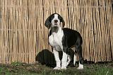 DOGUE ALLEMAND 604